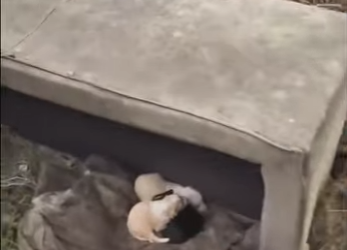 M1901005 Estos bebecitos fueron abandonados (Parte 2)