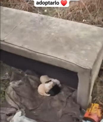 M1901005 Estos bebecitos fueron abandonados (Parte 2)