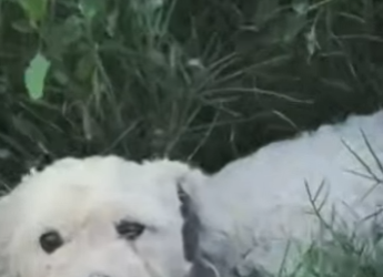 M1901004 No me ignores por ser un perrito discapacitada (Parte 2)