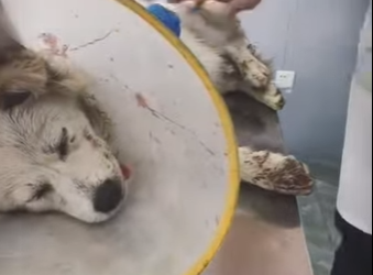 M1901002 Este perrito callejero había perdido su patita (Parte 2)