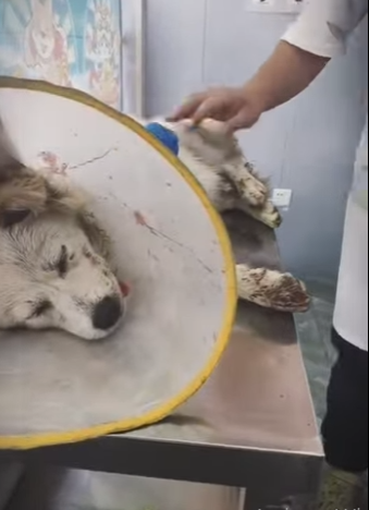 M1901002 Este perrito callejero había perdido su patita (Parte 2)