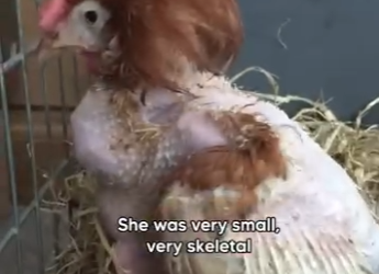 W1901003 Caged hen finally gets to freely (Part 2)