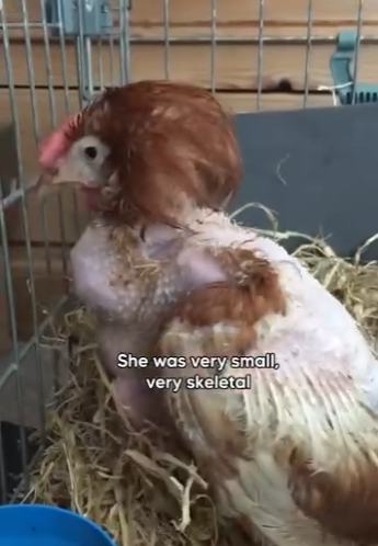 W1901003 Caged hen finally gets to freely (Part 2)