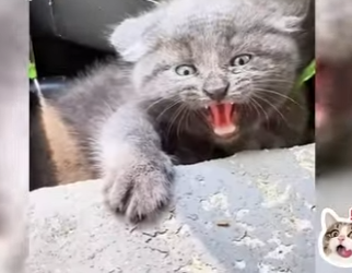 W1901005 Rescues Spicy Kitten Found Hiding Under Trash Can Finally Feel (Part 2)