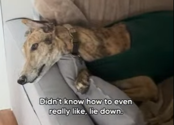 W1901001 Anxious dog became couch potato when relaxed by getting love cudd (Part 2)