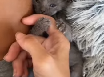 W1901007 Tiny Kitten Becomes Friends Blind Kitten (Part 2)