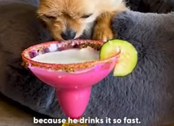 W1901002 He has his own tiny wine glass(Part 2)