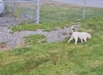 W1901006 No One Believed in Rescue Dog Until She Saved Veteran Life (Part 2)