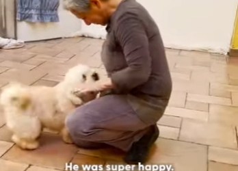 W1901004 Severely Matted Dog Shines After First Haircut In Years (Part 2)