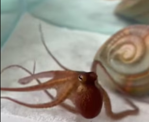 P1901003 One rescue can change everything (Part 2)