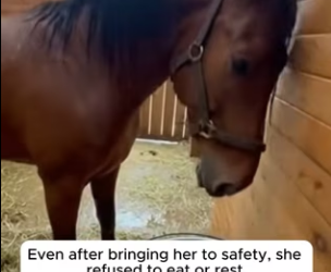 P1901007 From fragile to protected and safe (Part 2)