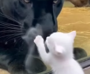 P1901001 When humans choose kindness (Part 2)