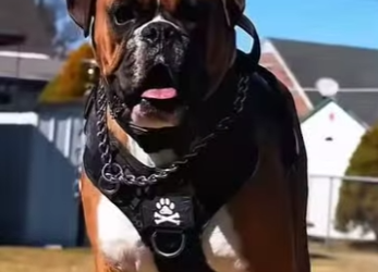 Y1901007 Vamos a descubrir qué perro podría representar mayor peligro en un ataque (Parte 2)