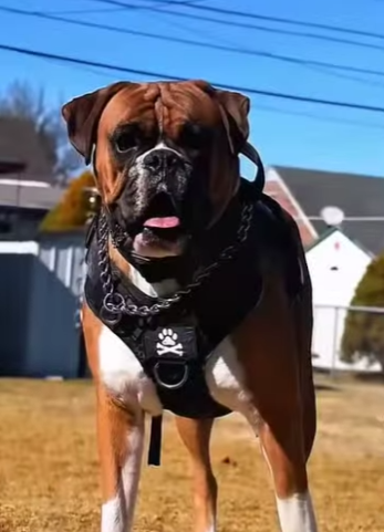 Y1901007 Vamos a descubrir qué perro podría representar mayor peligro en un ataque (Parte 2)