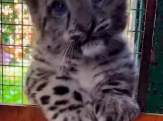 Y1901002 Descubre cuatro animales salvajes tan raros y esquivos que verlos en la naturaleza es casi imposible (Parte 2)