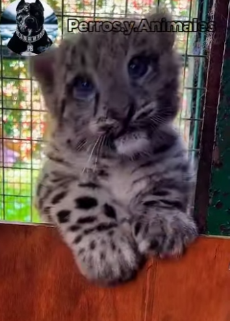 Y1901002 Descubre cuatro animales salvajes tan raros y esquivos que verlos en la naturaleza es casi imposible (Parte 2)