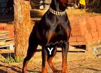 Y1901001 Los perros que no pueden defenderse del Presa Canário (Parte 2)