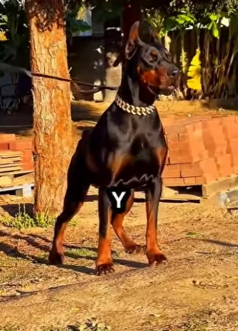 Y1901001 Los perros que no pueden defenderse del Presa Canário (Parte 2)