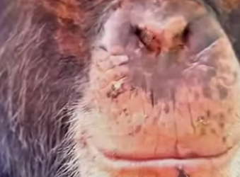 Y1901006 5 errores que jamás debes cometer con estos animales (Parte 2)