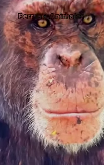 Y1901006 5 errores que jamás debes cometer con estos animales (Parte 2)