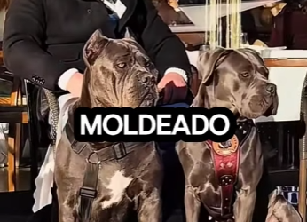 Y1901003 Imponente, equilibrado y con una presencia que impone respeto (Parte 2)