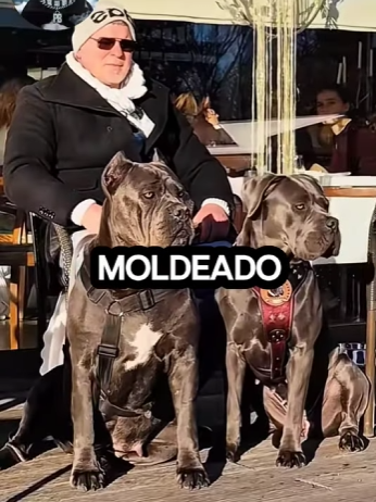 Y1901003 Imponente, equilibrado y con una presencia que impone respeto (Parte 2)