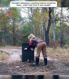 thought releasing yearling bobcat would be easy until saw (Part 2)