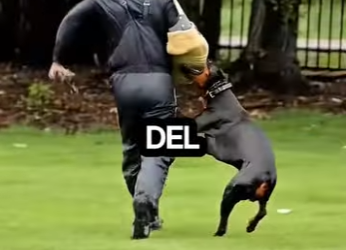 Y1901005 El Doberman es una de las razas más imponentes y malinterpretadas del mundo (Parte 2)