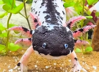 Y1901004 ¡LOS 10 ALIENÍGENAS QUE VIVEN EN NUESTROS OCÉANOS! (Parte 2)