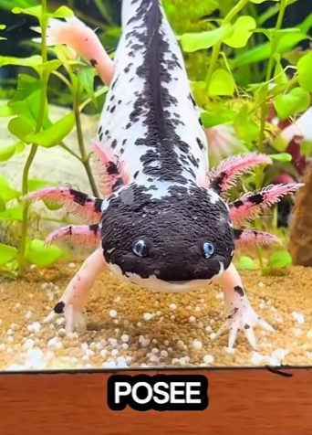 Y1901004 ¡LOS 10 ALIENÍGENAS QUE VIVEN EN NUESTROS OCÉANOS! (Parte 2)