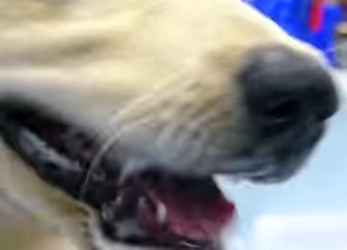 I1601012 Snail Bait Almost Killed Month Old Puppy What Happened Next (Part 2)