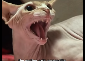 C1601002 From darkness into light. (Part 2)