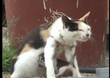 C1601007 Another chance at happiness. (Part 2)