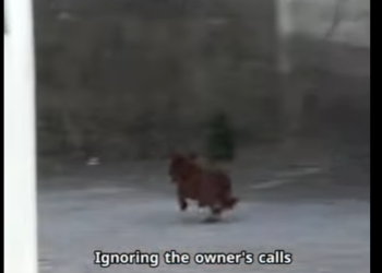 C1601011 This is why we rescue. (Part 2)