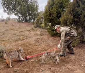 rescue to freedom, bobcat journey ends here (Part 2)