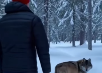 Q1701008 wolf seeking help appeared at my door,and then (Part 2)