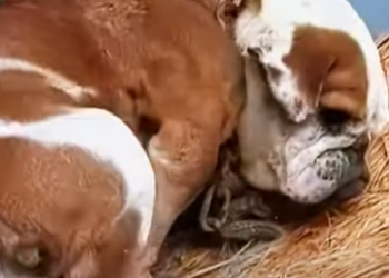 E1901005 Dogs have been reduced to breeding tools, their last value is still (Part 2)