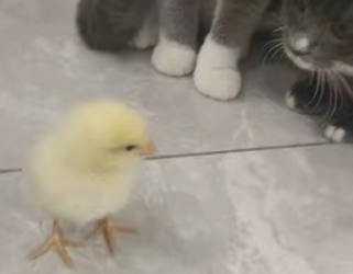 O2912009 found chick on road,brought it home raised it never expect (Part 2)