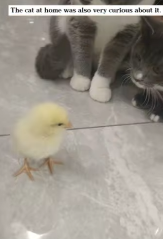 O2912009 found chick on road,brought it home raised it never expect (Part 2)