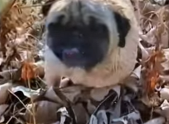 E1901002 dog was thrown into river struggled high body (Part 2)