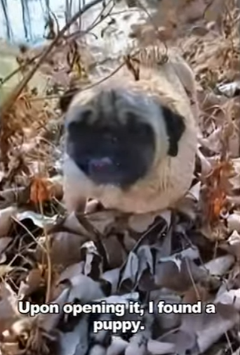 E1901002 dog was thrown into river struggled high body (Part 2)