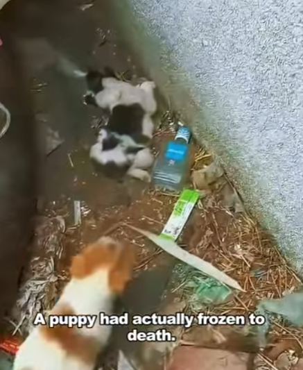 E1901004 met few small stray dogs when went shopping (Part 2)