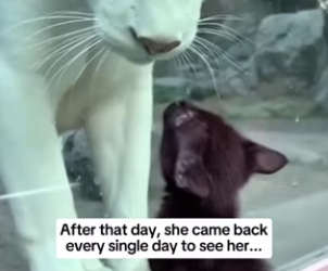 P2001001 From danger to warm arms (Part 2)