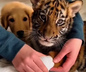 P2001004 A future rewritten by compassion (Part 2)