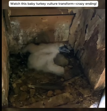 I1901003 Love arrives when hope is fading (Part 2)