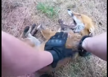 I1901002 Kindness can change a destiny (Part 2)