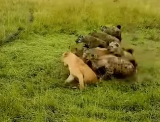 L2001005 lion revenge love (Parte 2)