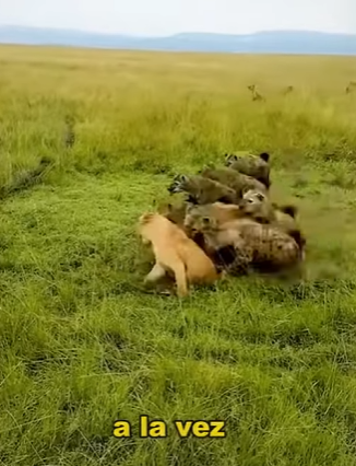 L2001005 lion revenge love (Parte 2)