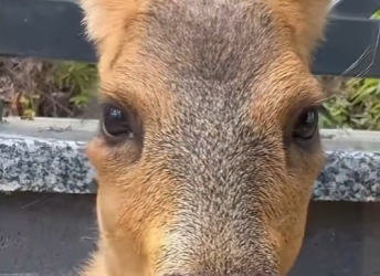 L2001003 deer is imitating its owner splashing water (Parte 2)