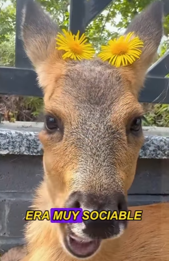 L2001003 deer is imitating its owner splashing water (Parte 2)